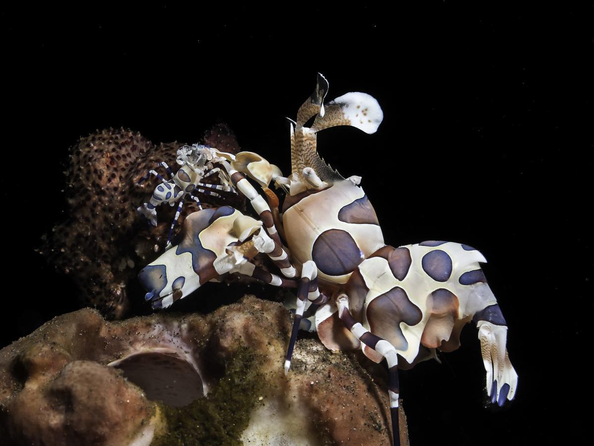 Benthos Bali Dive Resort Candi Dasa  Exterior photo